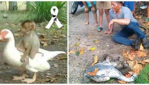 Un pato y un mono demuestran su lealtad hasta la muerte dejando desconsolados a millones