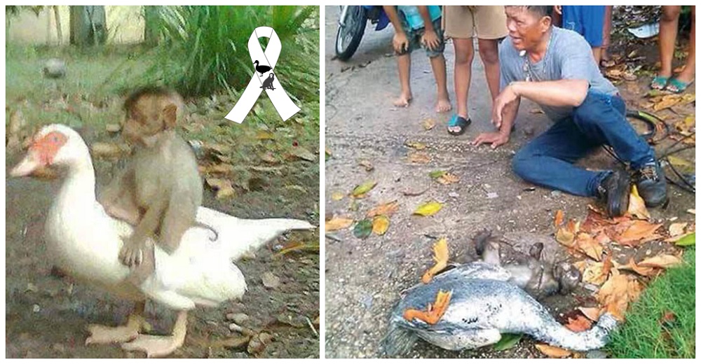 Un pato y un mono demuestran su lealtad hasta la muerte dejando desconsolados a millones