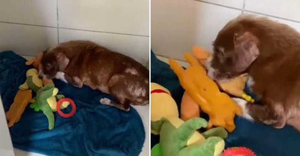 Perrita que pierde a sus bebés encuentra consuelo protegiendo a unos peluches Perrita que pierde a sus bebés encuentra consuelo protegiendo a unos peluches