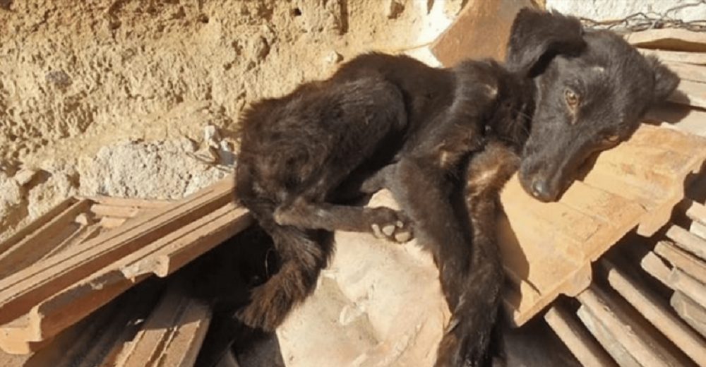 Perrita hambrienta que vivía entre ruinas agita su cola para pedir ayuda a sus rescatistas