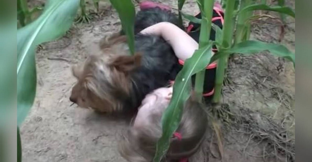 Perrita mantiene a salvo a la niña de 3 años que desapareció en un campo de maíz