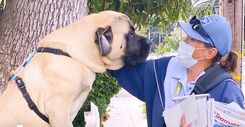 Perro espera todos los días a la cartera junto a la puerta para ofrecerle un abrazo Perro espera todos los días a la cartera junto a la puerta para ofrecerle un abrazo