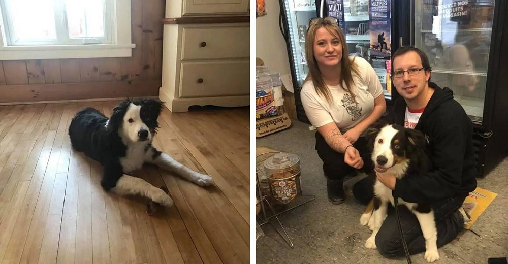 Perrito atemorizado alerta a los empleados de una tienda sobre la pareja que lo acompañaba Perrito atemorizado alerta a los empleados de una tienda sobre la pareja que lo acompañaba
