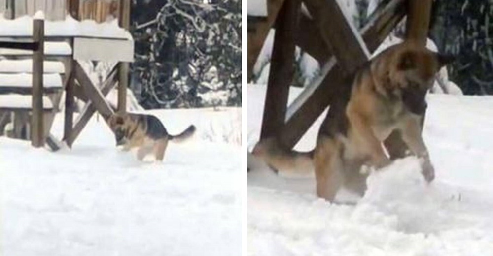Mujer sorprende a su perrito en la nieve comportándose como un niño pequeño