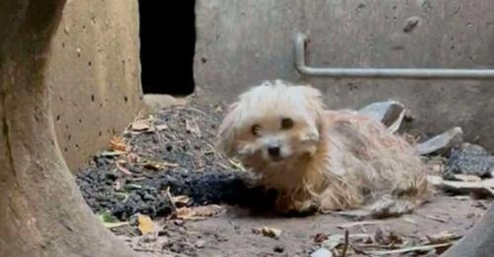 Perrito atrapado en el fondo de un desagüe había perdido toda esperanza de ser encontrado