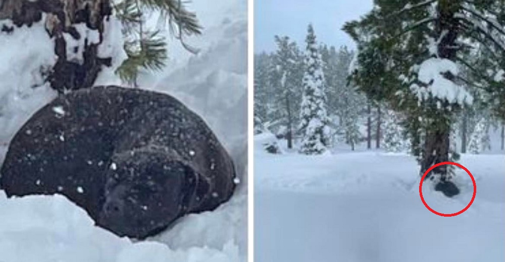 Perrito es rescatado en la nieve tras perderse en el desierto y salvarse de un incendio