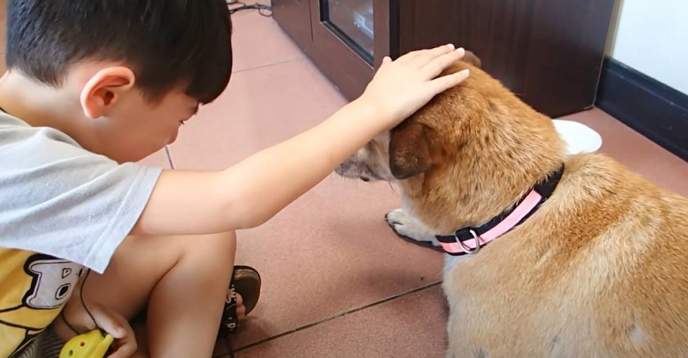 Pequeño niño llora desconsolado al tener que decirle adiós a su perrita anciana de 17 años Pequeño niño llora desconsolado al tener que decirle adiós a su perrita anciana de 17 años