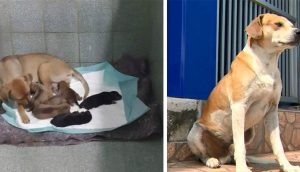Perrita sin hogar pide ayuda en veterinaria para tener a su cría mientras el papá espera afuera