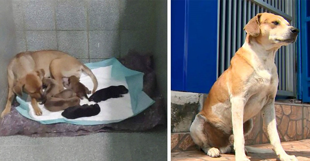 Perrita sin hogar pide ayuda en veterinaria para tener a su cría mientras el papá espera afuera