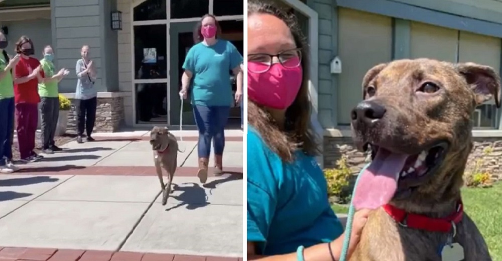 Perrito más antiguo del refugio se emociona cuando se despide para siempre de sus cuidadores