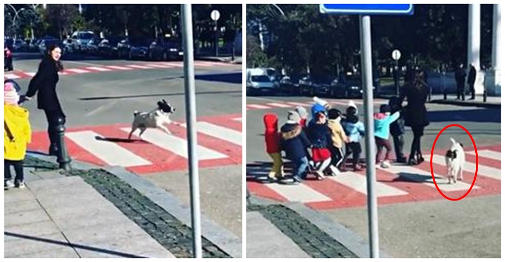 Perrito llega todos los días a detener el tráfico para ayudar a los niños a cruzar la calle