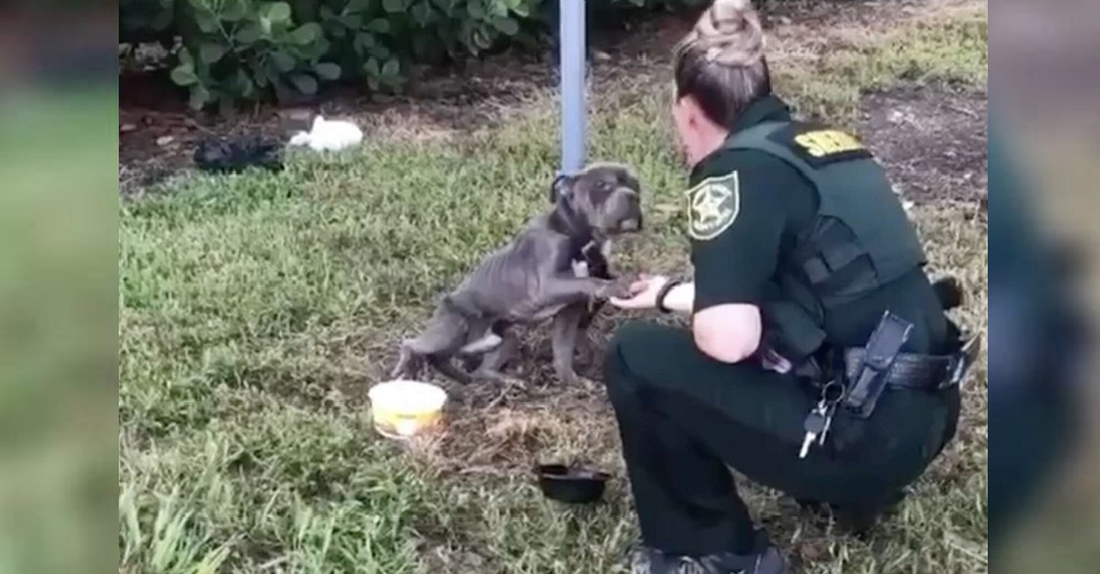 Perrito sujeto a un poste extiende su patita llorando cuando ve a una policía que se acerca