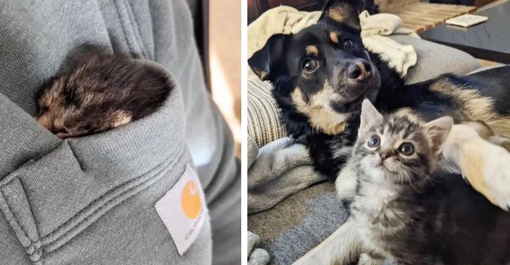 Perros y gatos se convierten en el consuelo y apoyo de una frágil gatita rescatada