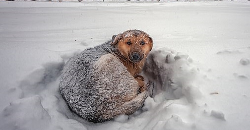 Encuentran a un perro callejero acurrucando a una niña para evitar que se congelara en la nieve