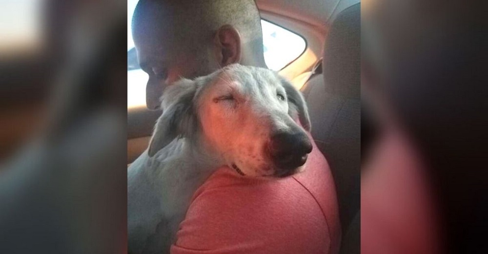 Perrito callejero encuentra finalmente «la paz» cuando se da cuenta de que ha sido adoptado