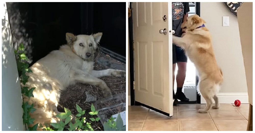 El perrito que recibió una fuerte lesión en su estómago, entra a su nuevo hogar lleno de amor