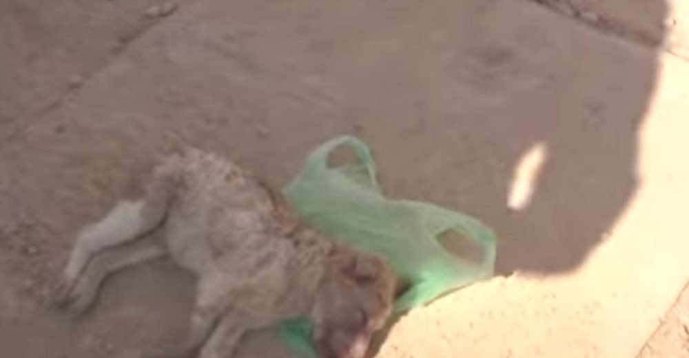 Perrito que yacía en el pavimento en su último soplo de vida, muestra que los milagros existen