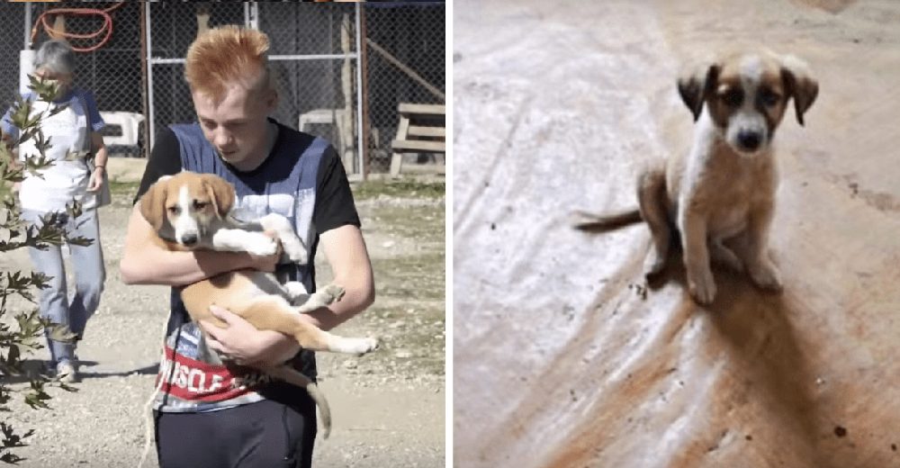 Cachorro temeroso no quiere salir del refugio tras perder a sus hermanitos