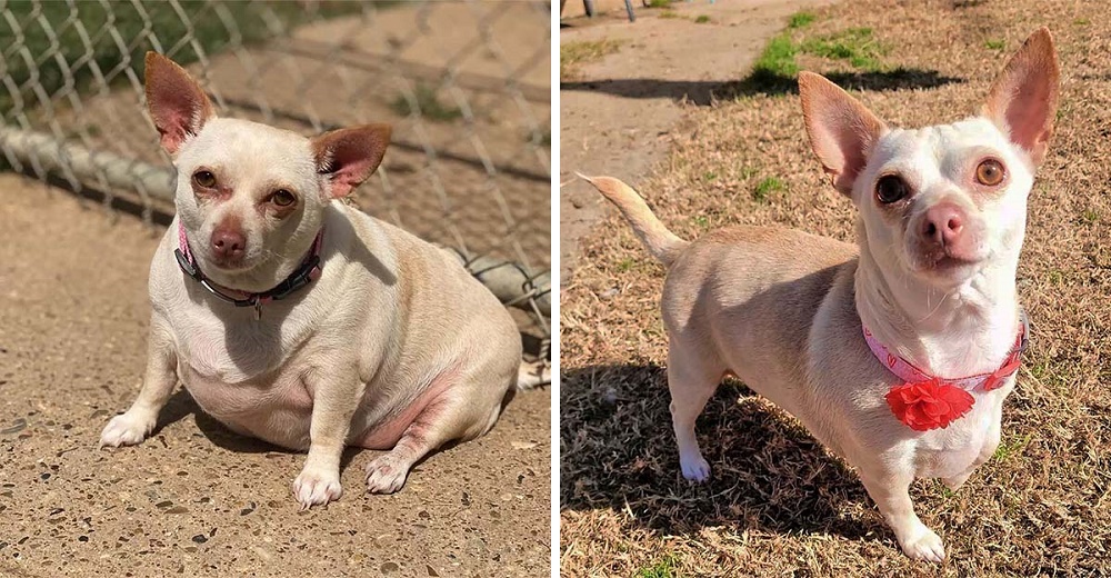 Chihuahua que no podía ni caminar ahora corre feliz al lado de su nueva familia
