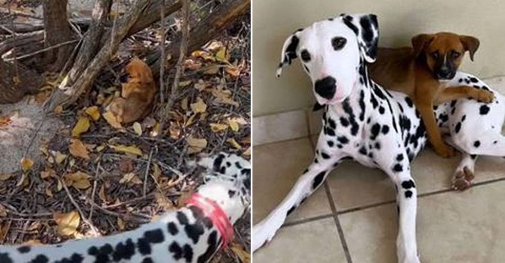 Dálmata se aleja de su dueño durante un paseo al ver a un perrito temblando de miedo