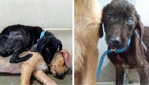 2 perritos se unen para intentar salvarse y se convierten en compañeros inseparables