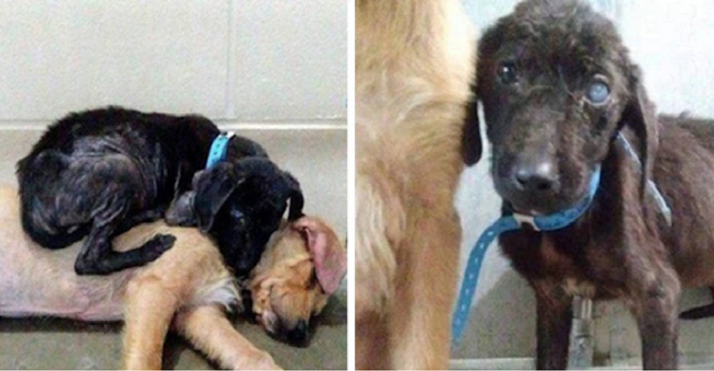 2 perritos se unen para intentar salvarse y se convierten en compañeros inseparables