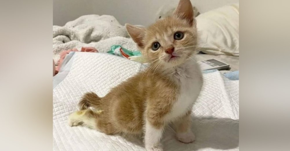 Gatito con las patitas paralizadas logra recuperarse y ahora no para de moverse