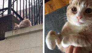 Gatito rescatado de un muro de hormigón se gana el corazón de su rescatista