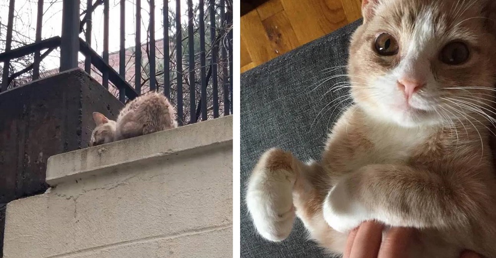 Gatito rescatado de un muro de hormigón se gana el corazón de su rescatista