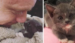 Un hombre vela noche y día por una diminuta gatita rescatada hasta asegurarse de que sobreviva