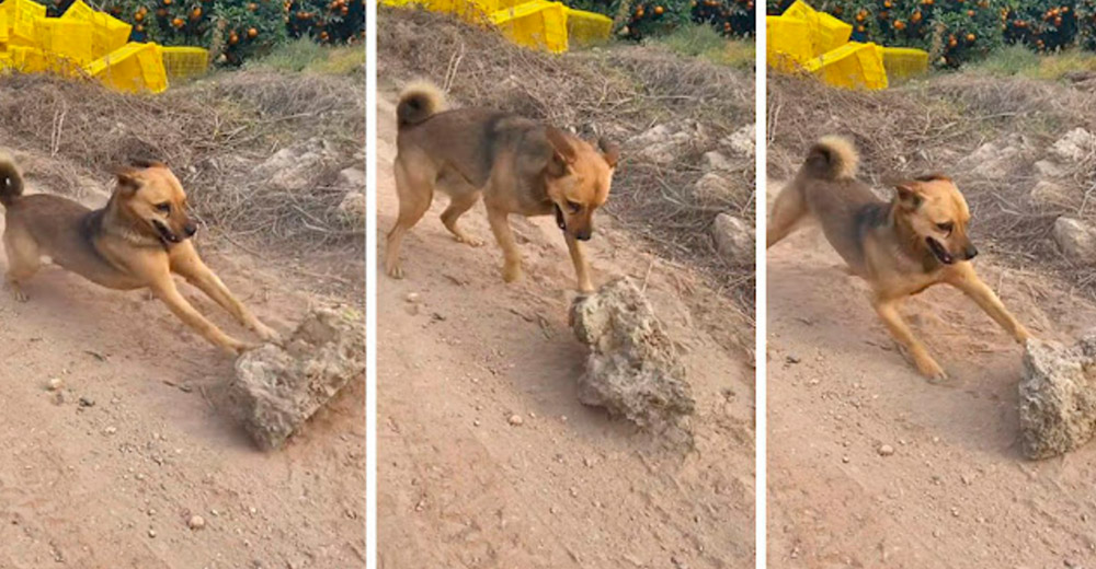 Perrito callejero conoce la felicidad gracias a la piedra que encontró en su camino