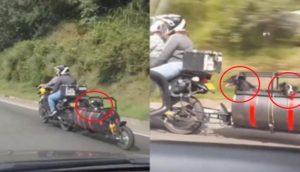 Graban a una pareja que adaptó su moto para que sus perritos no se quedaran llorando en casa