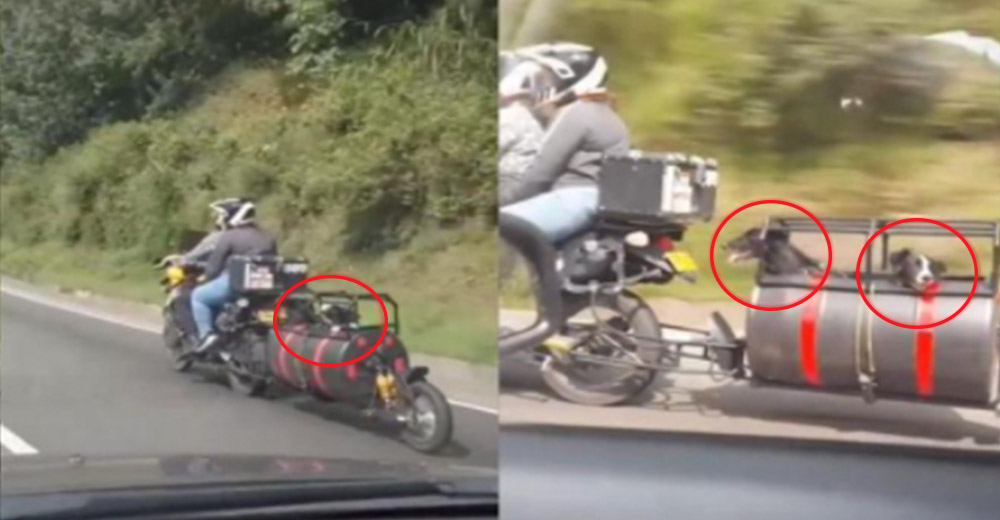 Graban a una pareja que adaptó su moto para que sus perritos no se quedaran llorando en casa