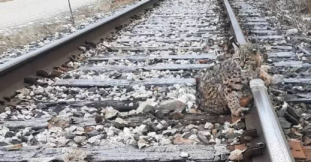 Encuentran a un lince atrapado sin poder moverse cuando faltaba poco para que pasara el tren