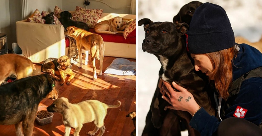 Heroica pareja intenta resguardar a 60 perros en su casa para protegerlos del peligro