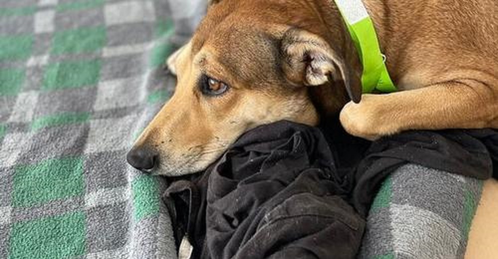 Perrita fiel emociona a su dueño indigente al entrar a visitarlo en la emergencia del hospital