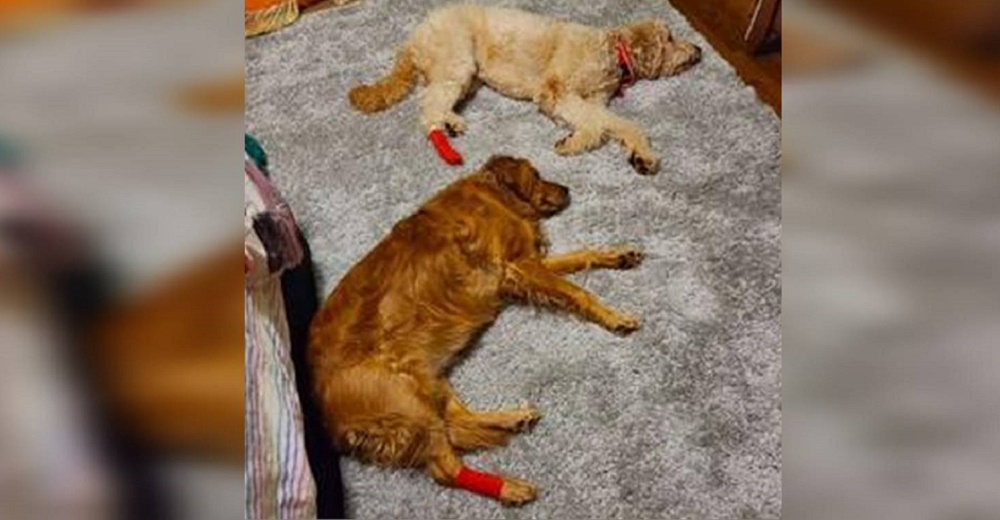 Perrita celosa finge estar lesionada para recibir la misma atención que su hermano enfermo Perrita celosa finge estar lesionada para recibir la misma atención que su hermano enfermo
