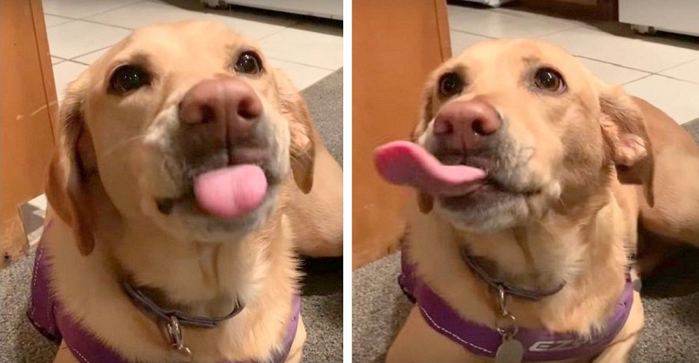Perrita responde emocionada cada vez que escucha a su dueño nombrar su comida favorita Perrita responde emocionada cada vez que escucha a su dueño nombrar su comida favorita