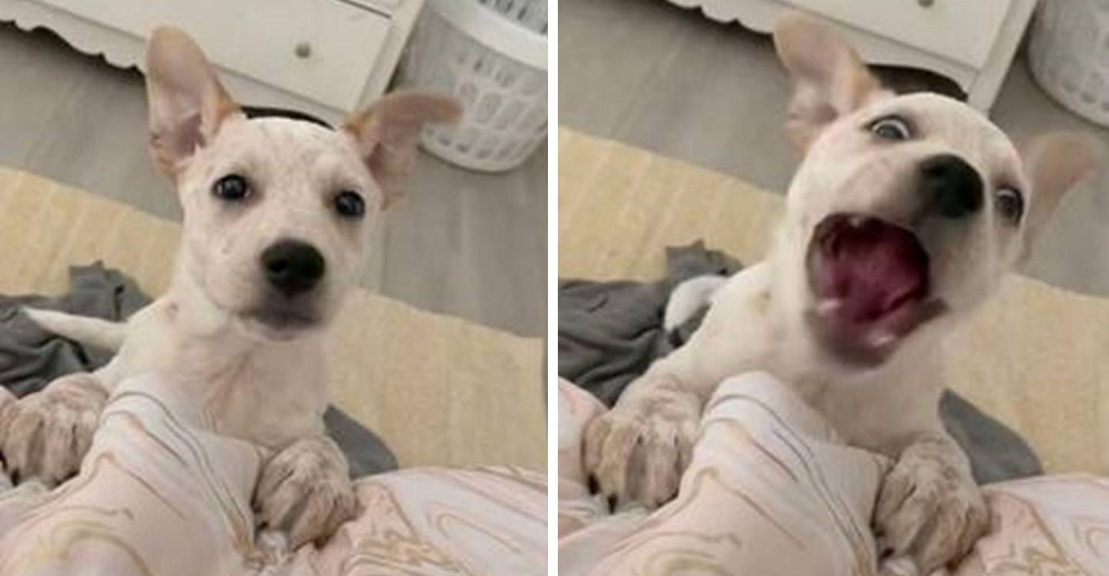 Cachorrita con problemas de audición inventa su propia forma de comunicarse Cachorrita con problemas de audición inventa su propia forma de comunicarse