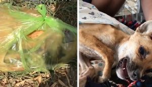 Rescatistas hacen todo lo posible por salvar a una perrita abandonada en una bolsa