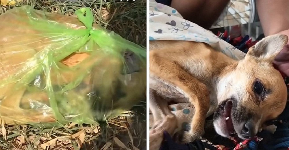Rescatistas hacen todo lo posible por salvar a una perrita abandonada en una bolsa