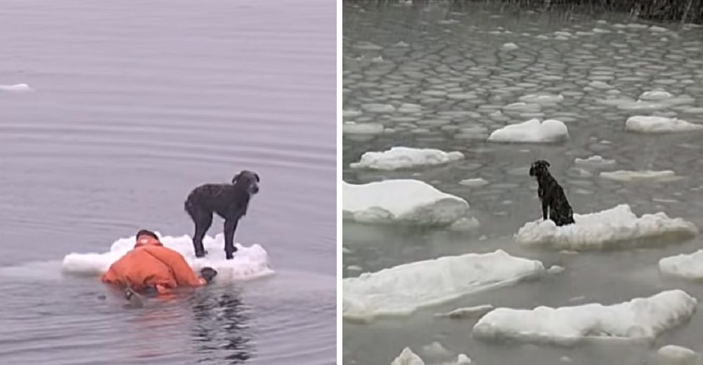 El dramático rescate de un pobre perrito que casi muere a la deriva en un témpano de hielo