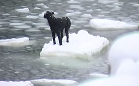 Perrito negro