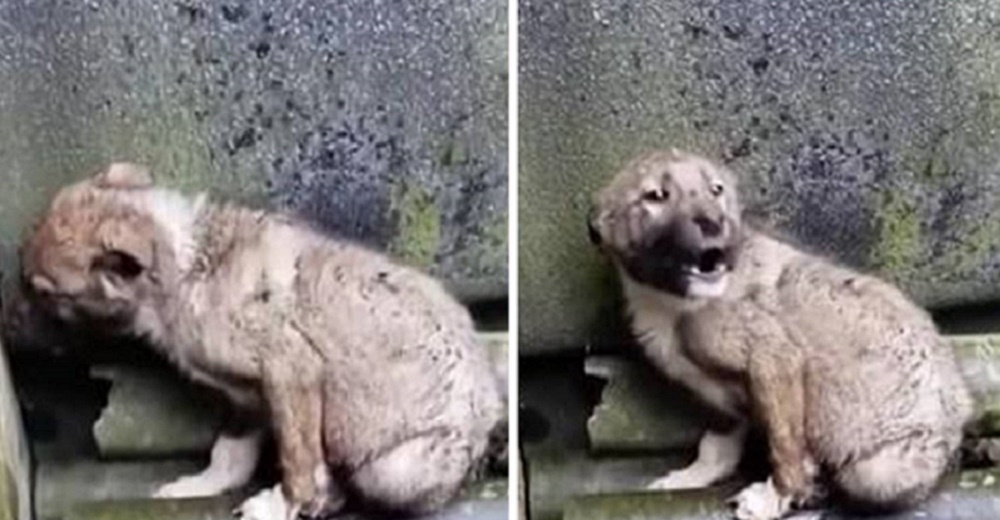 Perro arrojado en la lluvia no para de temblar en su esquina, alimentándose de rocas para vivir