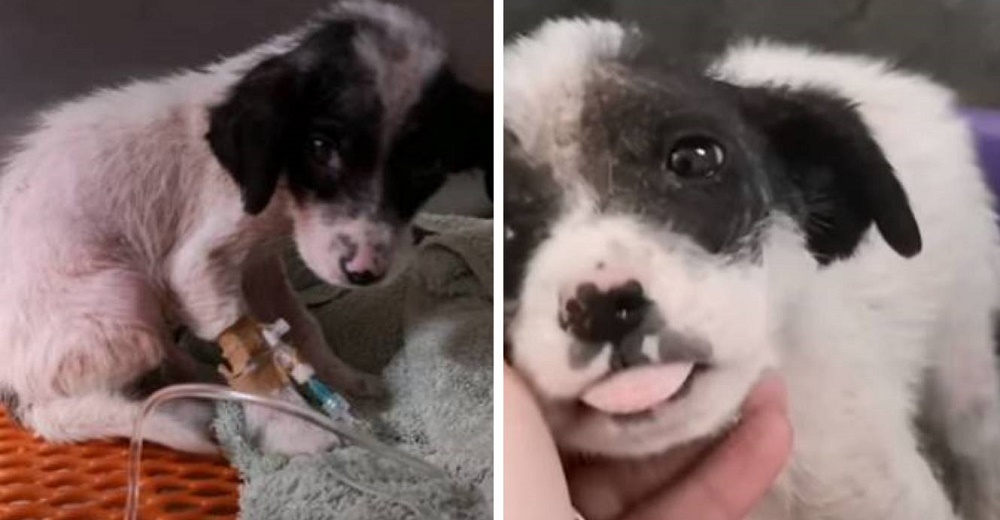 Cachorrito es rescatado entre los arbustos cerca del cuerpo de su hermano Cachorrito es rescatado entre los arbustos cerca del cuerpo de su hermano