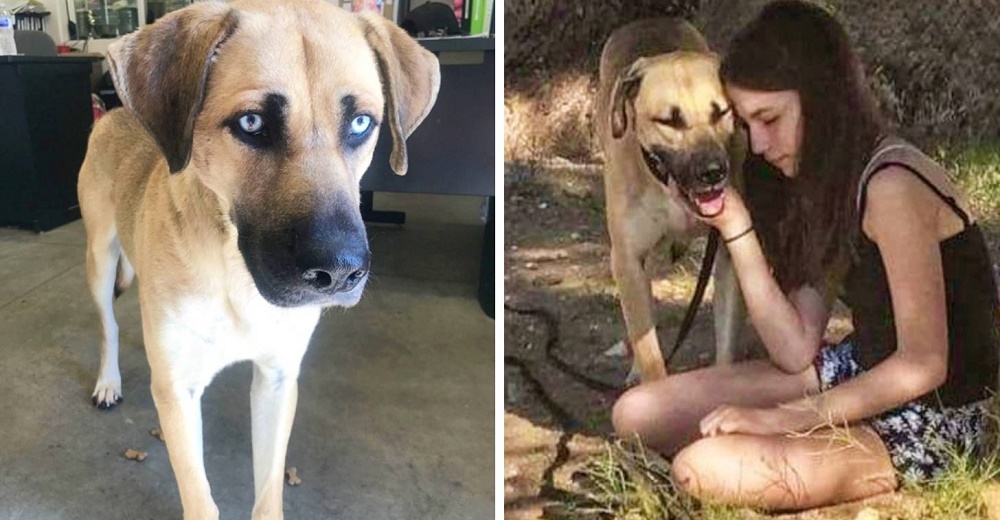 El perrito que escapaba de casa termina siendo el perro de servicio de una noble niña