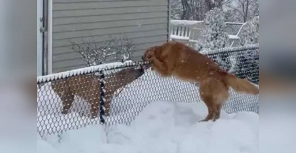 Perrita supera su mayor miedo para saludar a su mejor amigo Perrita supera su mayor miedo para saludar a su mejor amigo