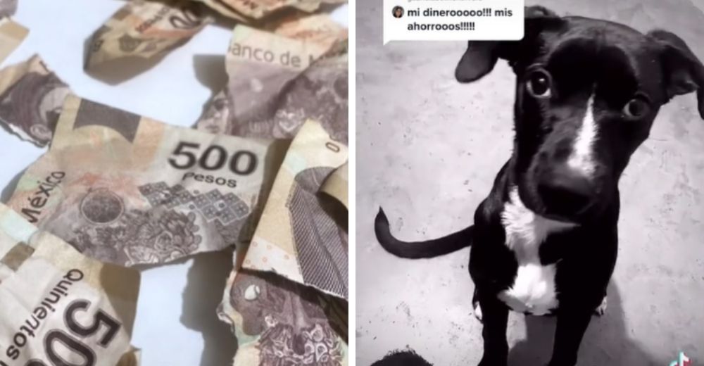 Perritos se quedan solos en casa y destrozan los billetes que su dueña tenía ahorrados