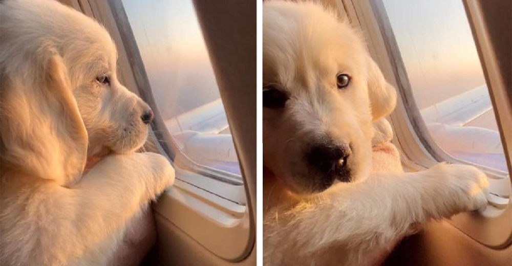 Cachorro de 8 semanas viaja por primera vez en avión y su dueña cuenta su experiencia