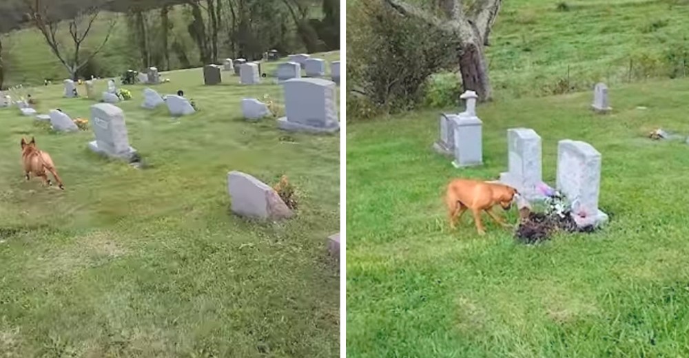 Perrita acude al cementerio y reconoce la tumba del ser que más ama entre tantas lápidas